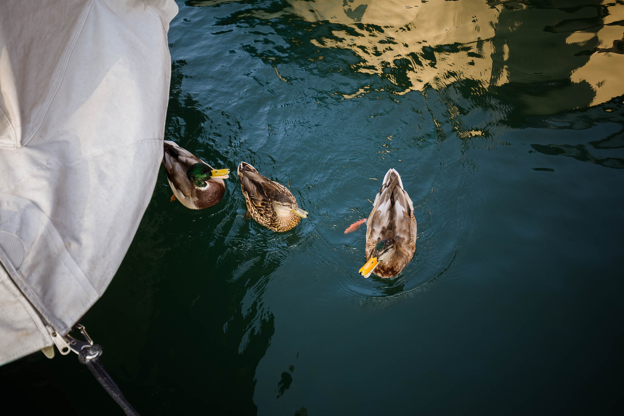 Export x3 5D4 5568 Hochzeit 2020 Chantale & Jürg